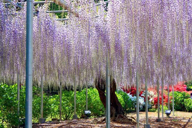 A csodálatos Ashikaga virág park